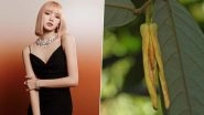BLACKPINK&rsquo;s Lisa Gets Flower Species Named After Her as Discoverer Anissara Damthongdee Is a Big Fan!
