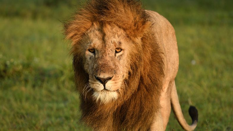 China: Lions Escape Circus Enclosure During Live Performance, Terrified Audience Run In Chaos (Watch Video)