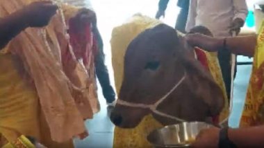 Uttar Pradesh: Cow Inaugurates ‘Organic Oasis’ Restaurant in Lucknow (Watch Video)