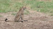 Cheetah 'Asha' Strays Out of Kuno National Park in Madhya Pradesh Again
