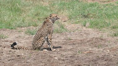 African Cheetah 'Agni' Injured in Fight With Other Cheetahs at Kuno National Park in Madhya Pradesh