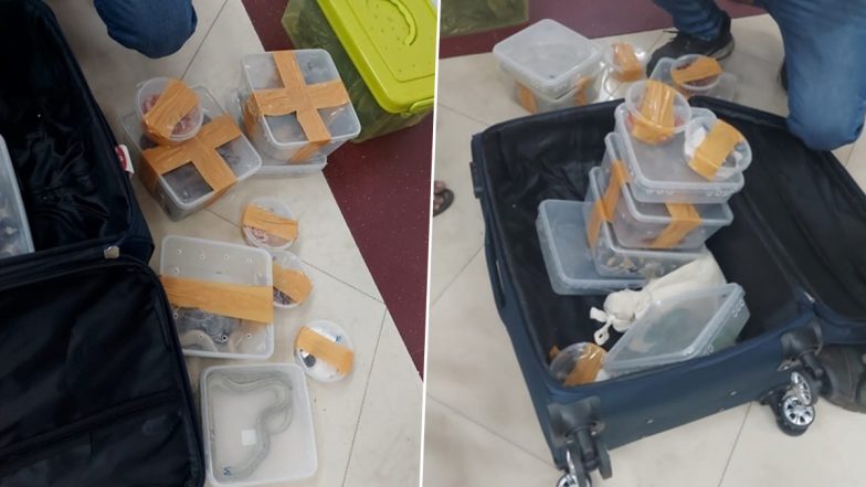 Tamil Nadu International Airports on Alert After Seizure of Exotic Animals Including Snakes (Watch Video)
