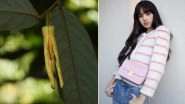 BLACKPINK&rsquo;s Lisa Gets New Fragrant Flower Species Named After Her, Discoverer Anissara Damthongdee Says Rapper Inspired Her During PhD Study
