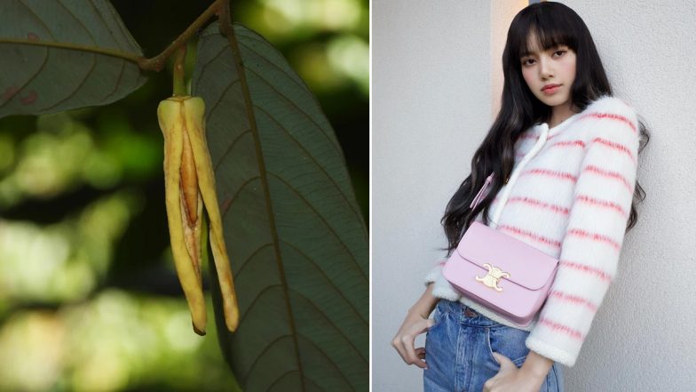 BLACKPINK’s Lisa Gets New Fragrant Flower Species Named After Her, Discoverer Anissara Damthongdee Says Rapper Inspired Her During PhD Study