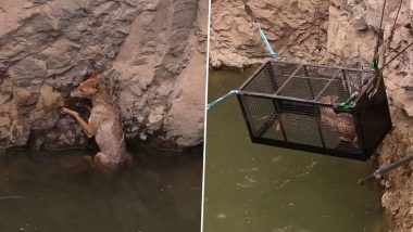 Maharashtra: Jackal Falls Into Well in Satara, Here's How Animal Was Rescued (Watch Video)