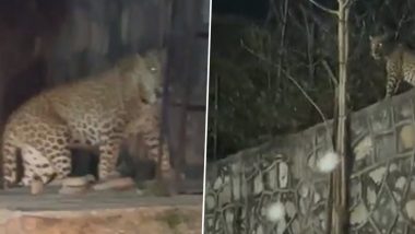 Leopard Spotted in Rajasthan: Two Big Cats Seen Hanging Out Near Hanuman Temple in Jaipur (Watch Video)