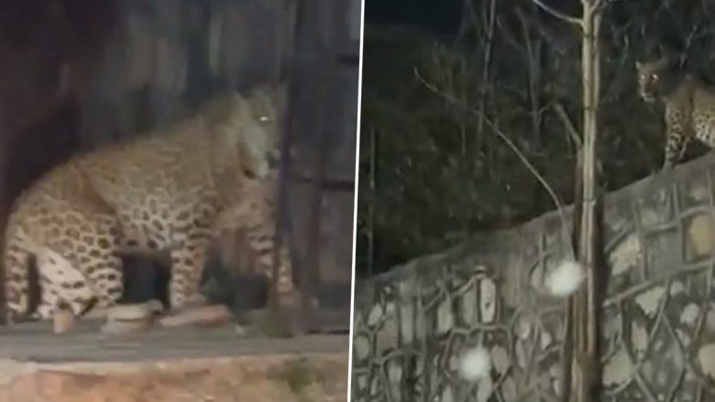 Leopard Spotted in Rajasthan: Two Big Cats Seen Hanging Out Near Hanuman Temple in Jaipur (Watch Video)