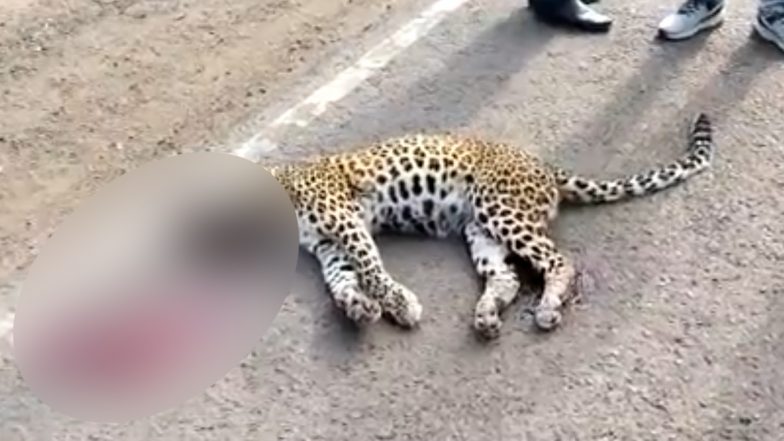 Maharashtra: Leopard Dies Tragic Death After Getting Hit by Speeding Car in Chandrapur, Disturbing Video Surfaces