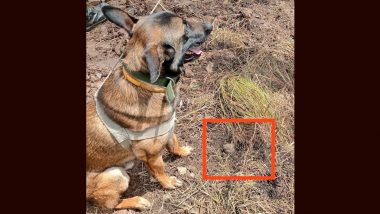 Indian Army Dog Alvin Shows High Standards of Training, Detects Anti-Personnel Mine Near Line of Control Preventing Casualties (See Pic)