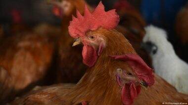 China Reports First Human Death from H3N8 Bird Flu: WHO