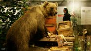 德国:一只在巴伐利亚州游荡的熊杀死了两只羊