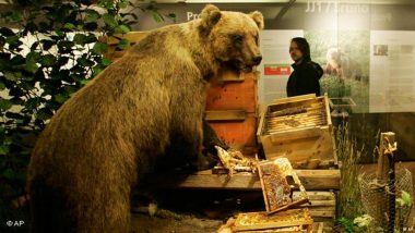 德国:一只在巴伐利亚州游荡的熊杀死了两只羊