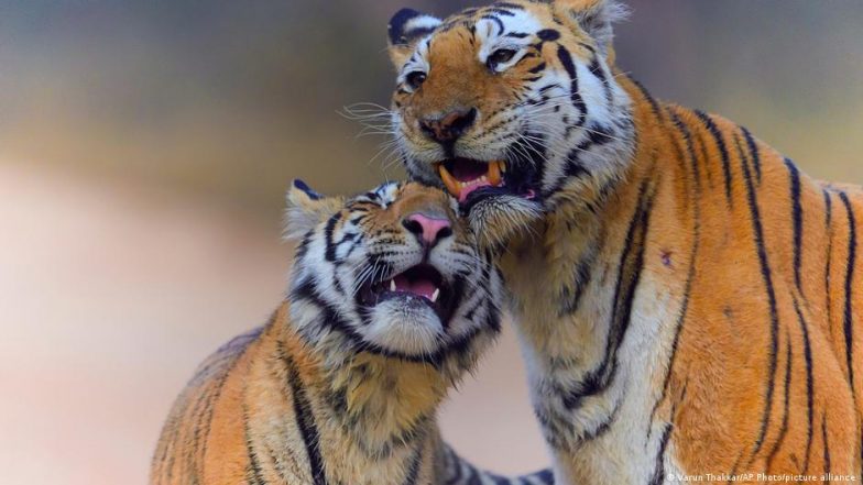 In Assam, human-tiger conflicts are rising as the tiger population