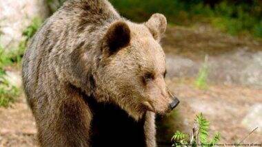 Italy Captures Bear That Killed Runner, Death Order on Hold