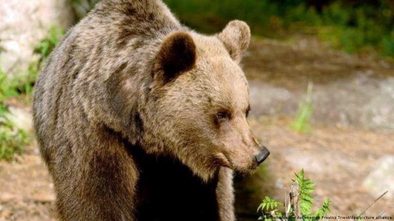 Italy Captures Bear That Killed Runner, Death Order on Hold - Vimarsana News
