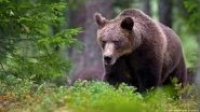 Italy: Trentino's Bear Spared Culling Order, for Now