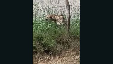 Oban, Namibian Cheetah That Escaped From Madhya Pradesh's Kuno National Park, Caught and Brought Back To Protected Zone