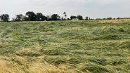 India News | Cong Minister Demands Compensation for Farmers After Hail Damages Crops in Rohtak