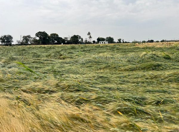 India News | Cong Minister Demands Compensation for Farmers After Hail Damages Crops in Rohtak