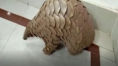 Pangolin Weighing 12 Kilograms Rescued by Odisha STF in Bargarh, Wildlife Poacher Arrested (Watch Video)