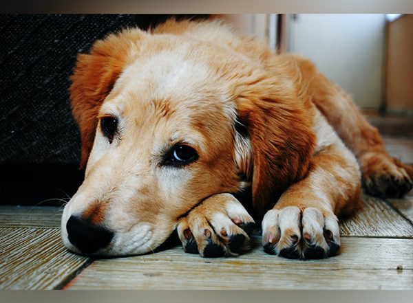 Bestiality Horror in Mumbai: Man Rapes Stray Dog in Andheri, Arrested for Having Unnatural Sex