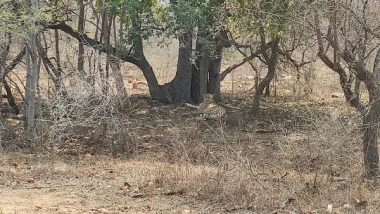 India News | Female Cheetah Asha Spotted Roaming Around Kuno Park's Border While Oban is Outside Park; Forest Dept Team Monitoring Movements