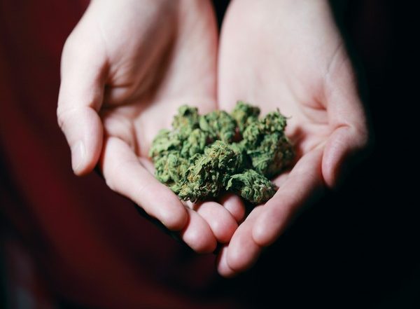 India News | Himachal Pradesh Assembly Forms Panel to Explore Possibility of Legal Cultivation of Cannabis