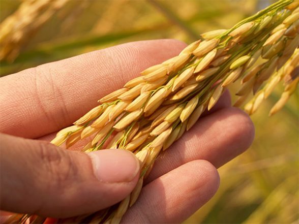 Business News | 269 Districts Started Distributing Fortified Rice Under Public Distribution System - Vimarsana News