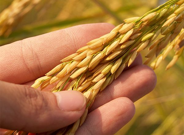 Business News | 269 Districts Started Distributing Fortified Rice Under Public Distribution System
