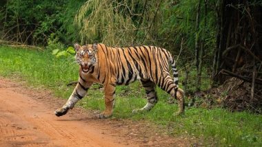Rajasthan: 85 New Posts to Be Created in 'Special Tiger Protection Force' for Ranthambore National Park