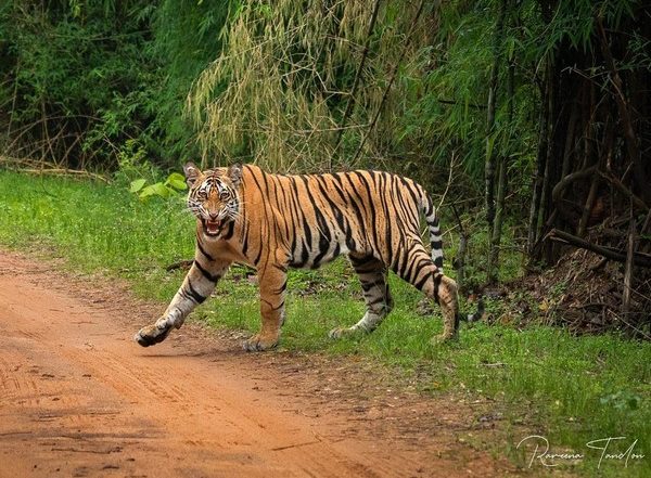 Rajasthan: 85 New Posts to Be Created in 'Special Tiger Protection Force' for Ranthambore National Park