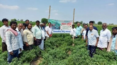 Business News | Good News to Indian Chilli Farmers - New Chilli Hybrid NCH-6889 to Give Solution to Black Thrips Menace in Chilli Crop from Nuziveedu Seeds Research