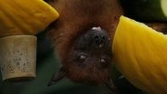 Science News | Study Finds That Bats Experience Hearing Loss in Older Age