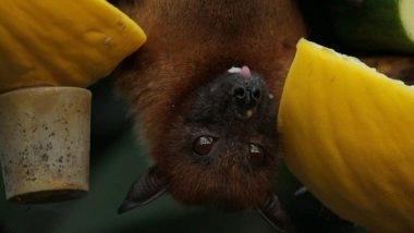 Science News | Study Finds That Bats Experience Hearing Loss in Older Age