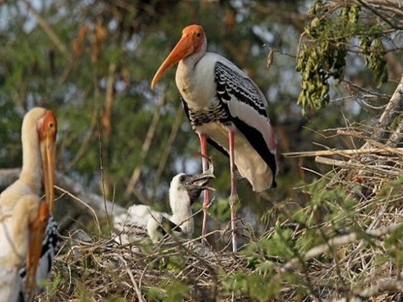 Science News | Migratory Birds Can Partially Offset Climate Change: Study - Vimarsana News