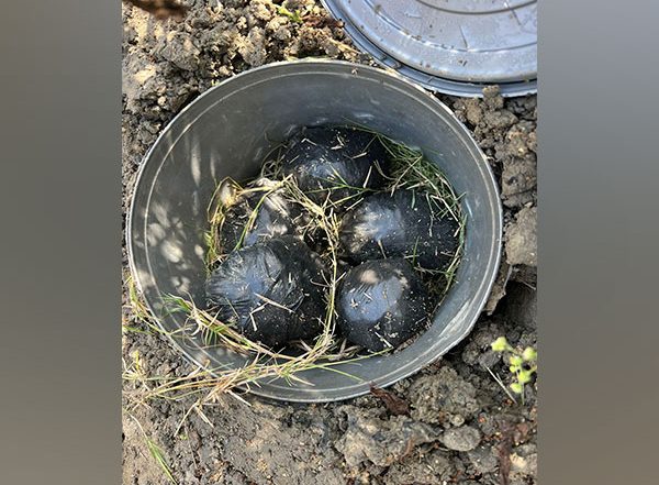 Delhi: One Held, 10 Bombs Recovered in Metro Vihar Chowki