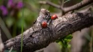 Science News | Ambrosia Beetles Can Distinguish Between Different Species of Fungi by Their Scents: Study