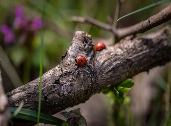 Science News | Ambrosia Beetles Can Distinguish Between Different Species of Fungi by Their Scents: Study