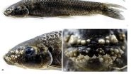 India News | Researchers from Central University of Odisha Find New Freshwater Edible Fish from Koraput
