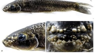 India News | Researchers from Central University of Odisha Find New Freshwater Edible Fish from Koraput