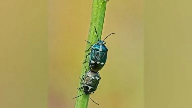 Science News | Researchers Find How Ambrosia Beetles Identify Their Food Fungi by Their Scents