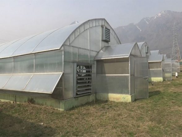 India News | J-K Horticulture Dept Introduces Hi-tech Poly Houses, High Yielding Varieties to Increase Walnut Production - Vimarsana News