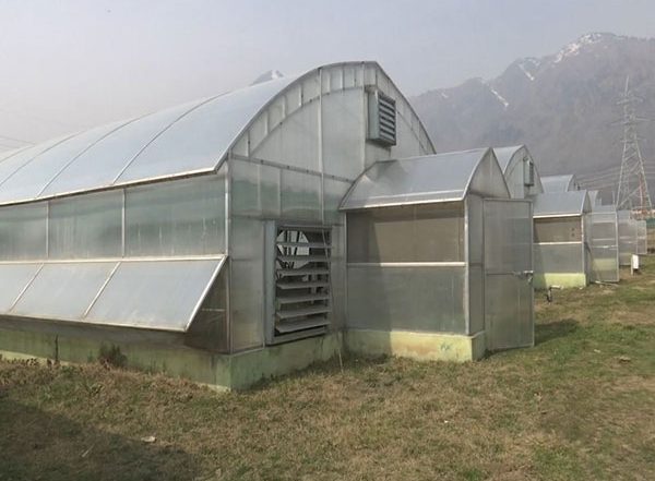 India News | J-K Horticulture Dept Introduces Hi-tech Poly Houses, High Yielding Varieties to Increase Walnut Production