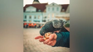 Science News | Bird Feeding Aids Small Birds to Fight Infection: Research