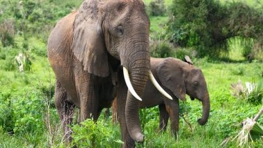 Science News | Large Animals Travel More Slowly Since They Can't Keep Cool: Study