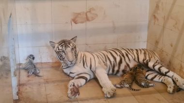 India News | MP: White Tigress Gives Birth to 3 Cubs at Gandhi Zoological Park in Gwalior