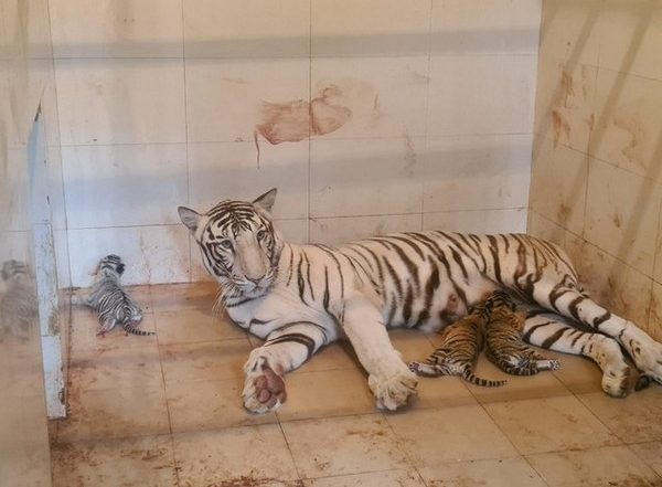 India News | MP: White Tigress Gives Birth to 3 Cubs at Gandhi Zoological Park in Gwalior