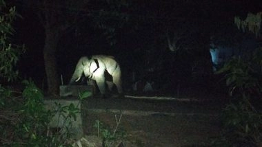 India News | Three Cows Trampled to Death by Elephant in Andhra's Parvathipuram Manya