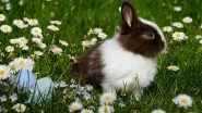 Lifestyle News | Pet Rabbits Require Freedom to Exercise: Study