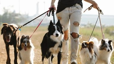 Health News | Walking a Leashed Dog Linked to Risk of Traumatic Brain Injury Among Adults: Research